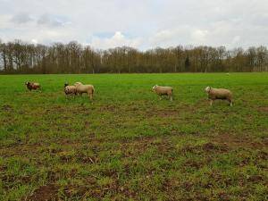Fåreskind - Hollandske - lovely-sheepskin-texel-holland2